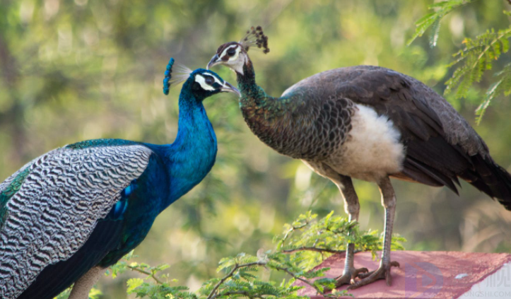 绿孔雀和蓝孔雀的区别(绿孔雀和蓝孔雀的区别图片)