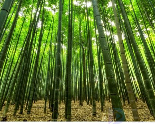 竹子是什么类型的植物(像竹子一样的植物大全)